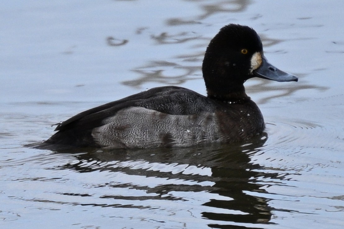 purpurhodeand - ML648570601