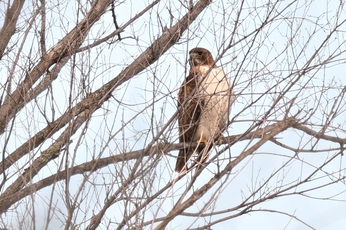 rødstjertvåk - ML648570625