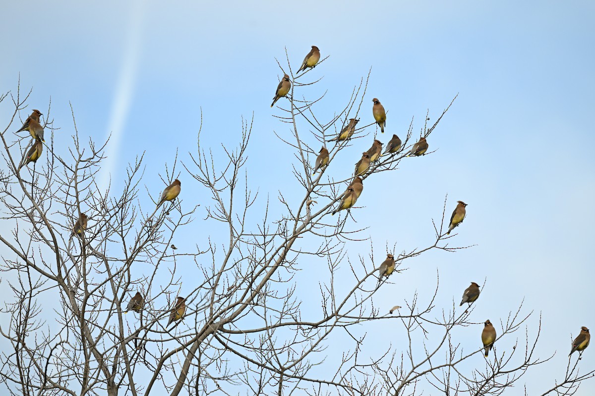 einersidensvans - ML648570640