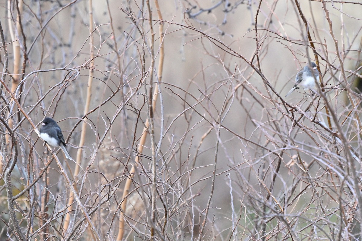 vinterjunko - ML648570693