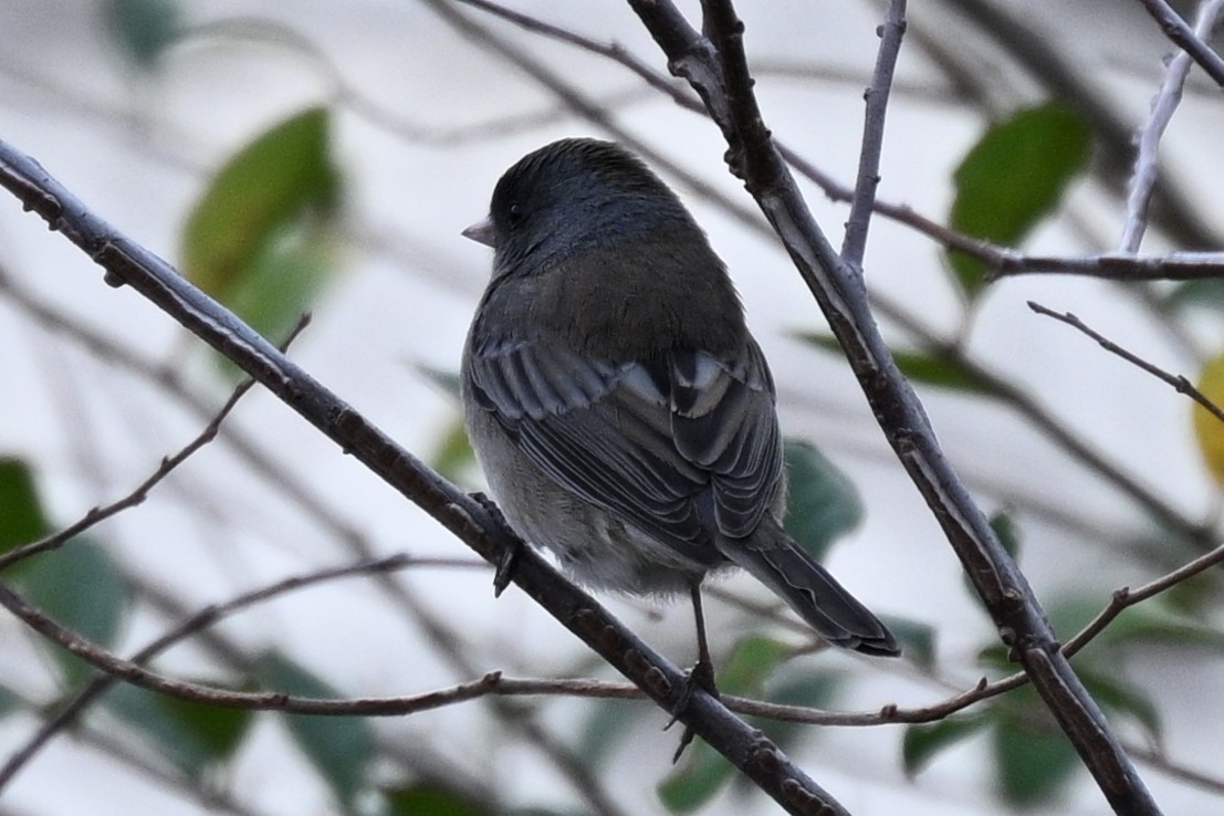 vinterjunko (cismontanus) - ML648570713