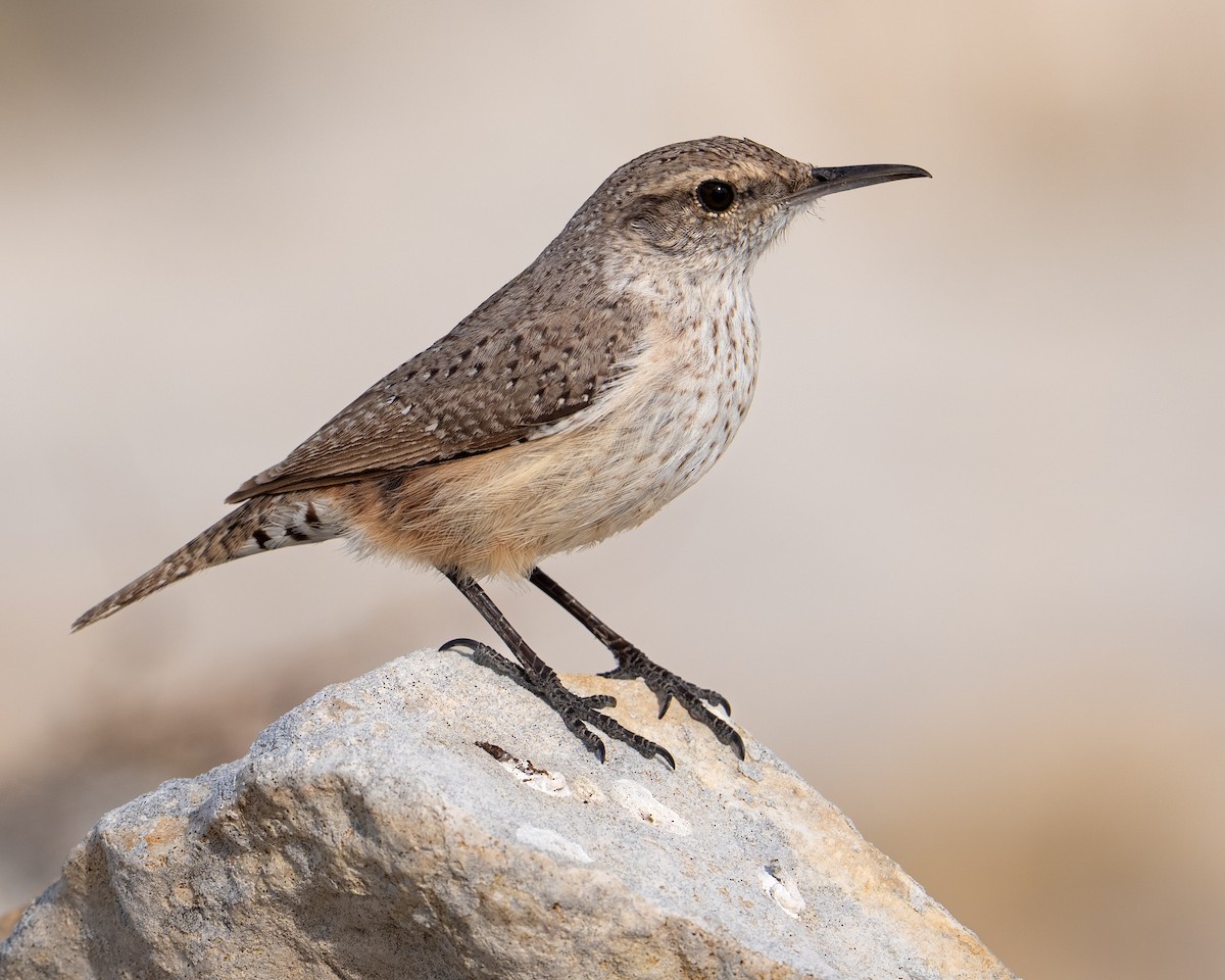 Rock Wren - ML648570859