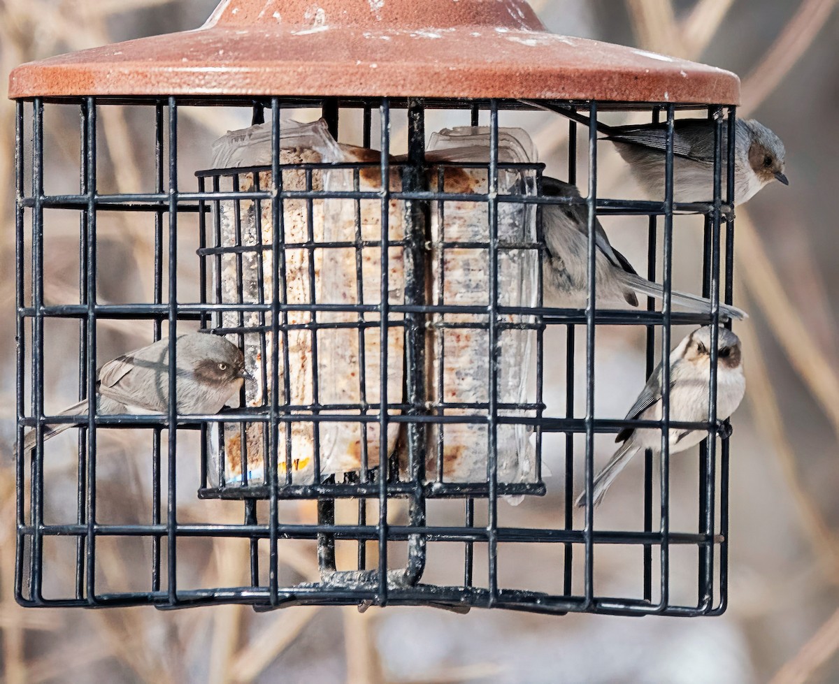 Buschschwanzmeise - ML648571446