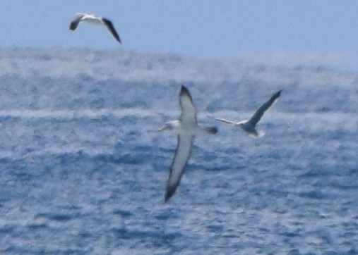 Salvin's Albatross - ML648571552