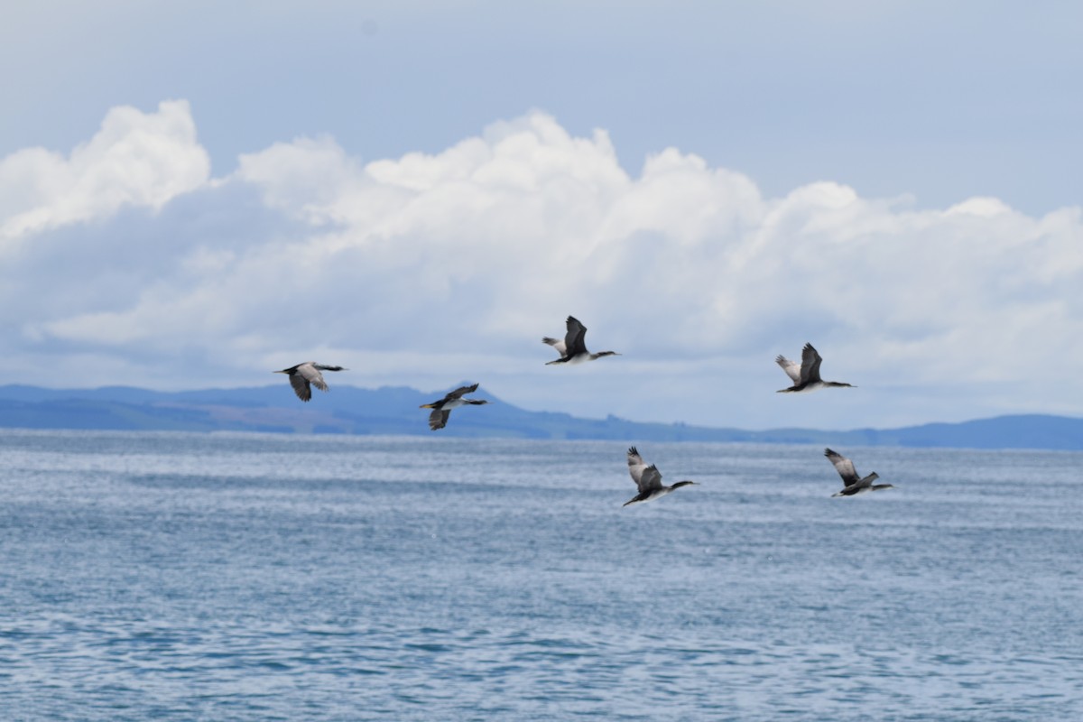 Spotted Shag - ML648571585