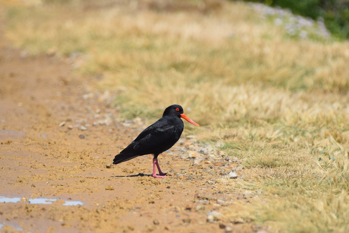 Variable Oystercatcher - ML648571663