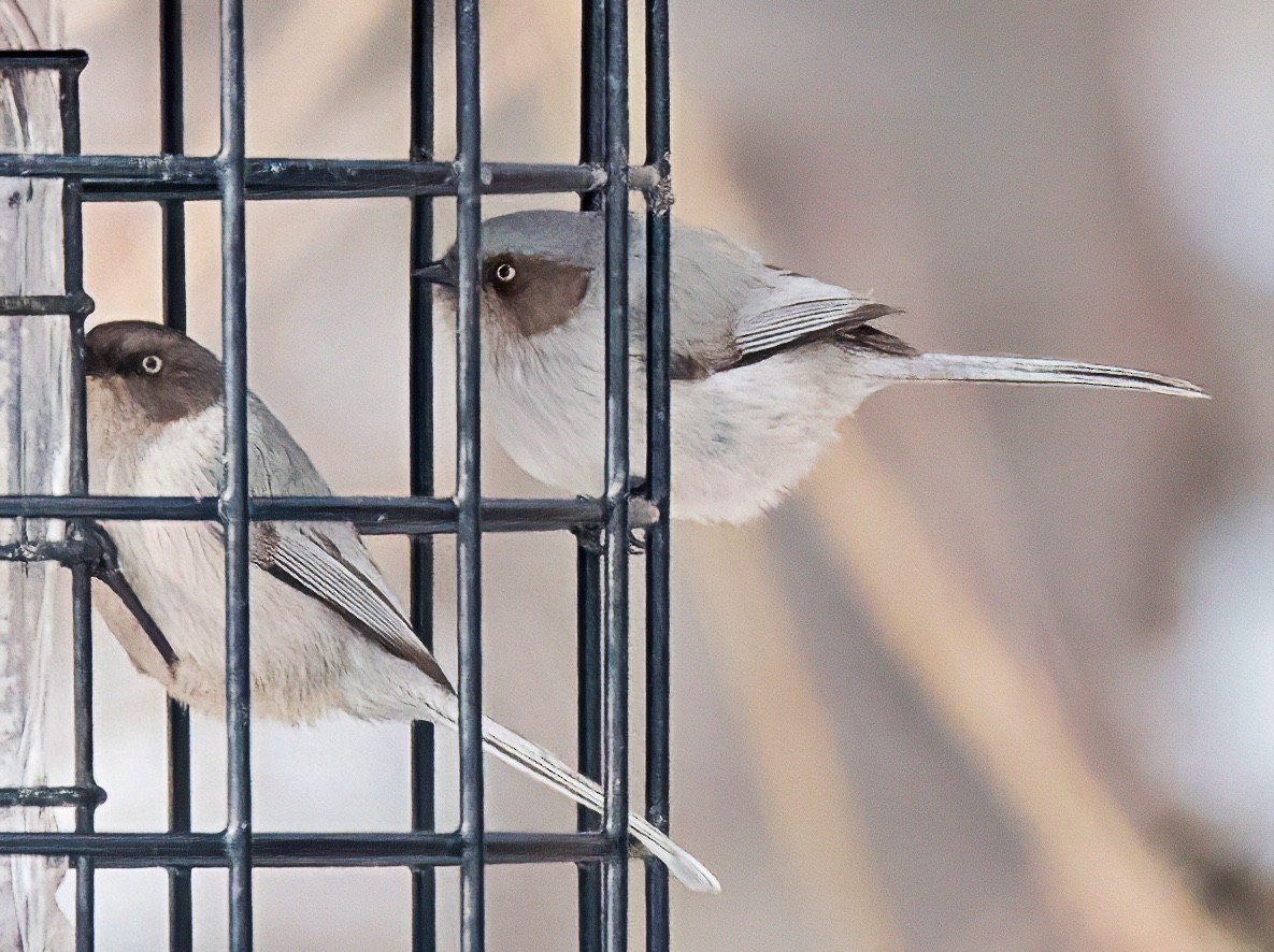 Buschschwanzmeise - ML648571835