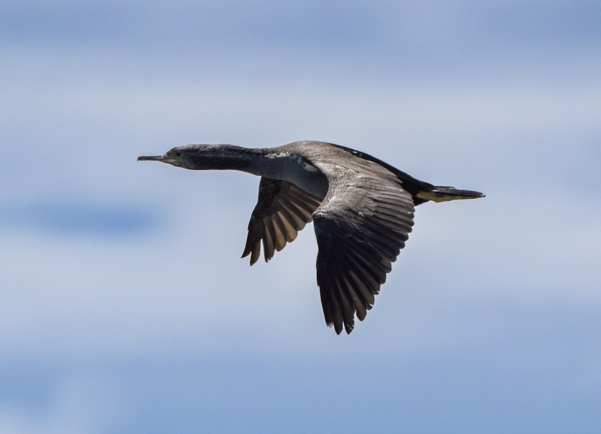 Spotted Shag - ML648571872