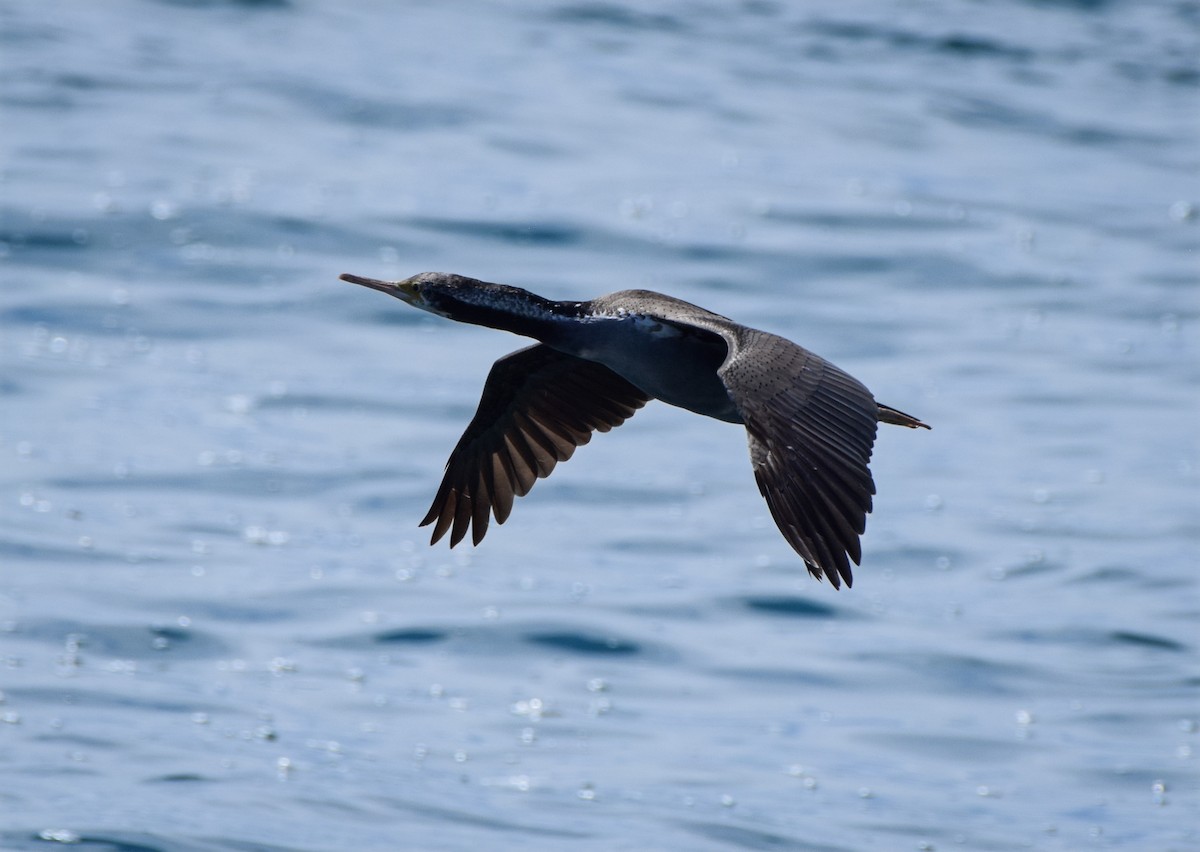 Spotted Shag - ML648571878