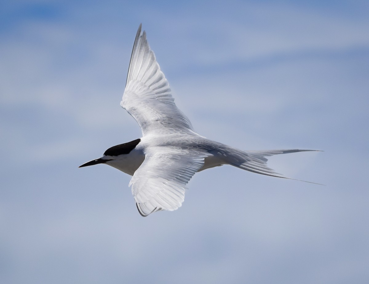 שחפית לבנת-מצח - ML648571884