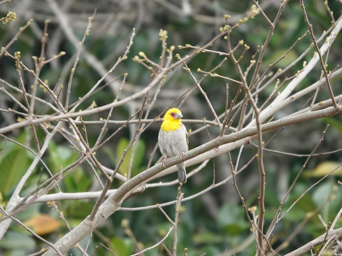 Сакалава - ML648572050