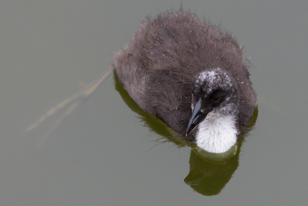 Red-gartered Coot - ML648572097