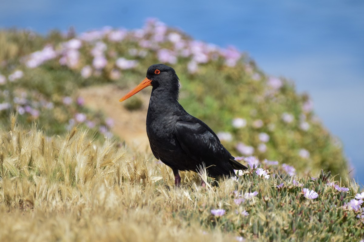Variable Oystercatcher - ML648572130
