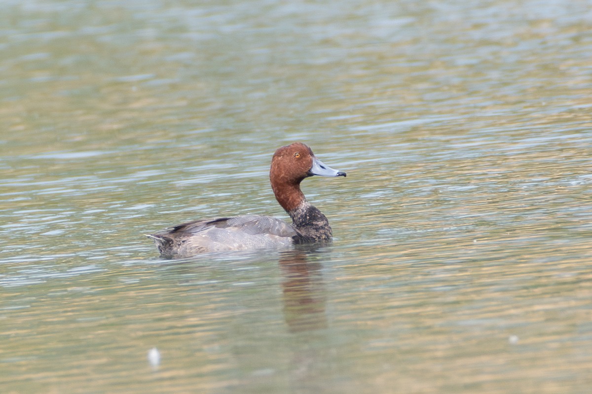 Redhead - ML648572266
