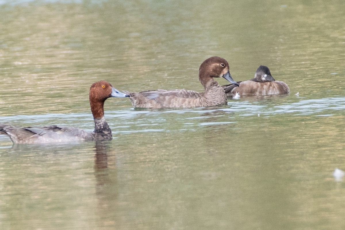 Redhead - ML648572267