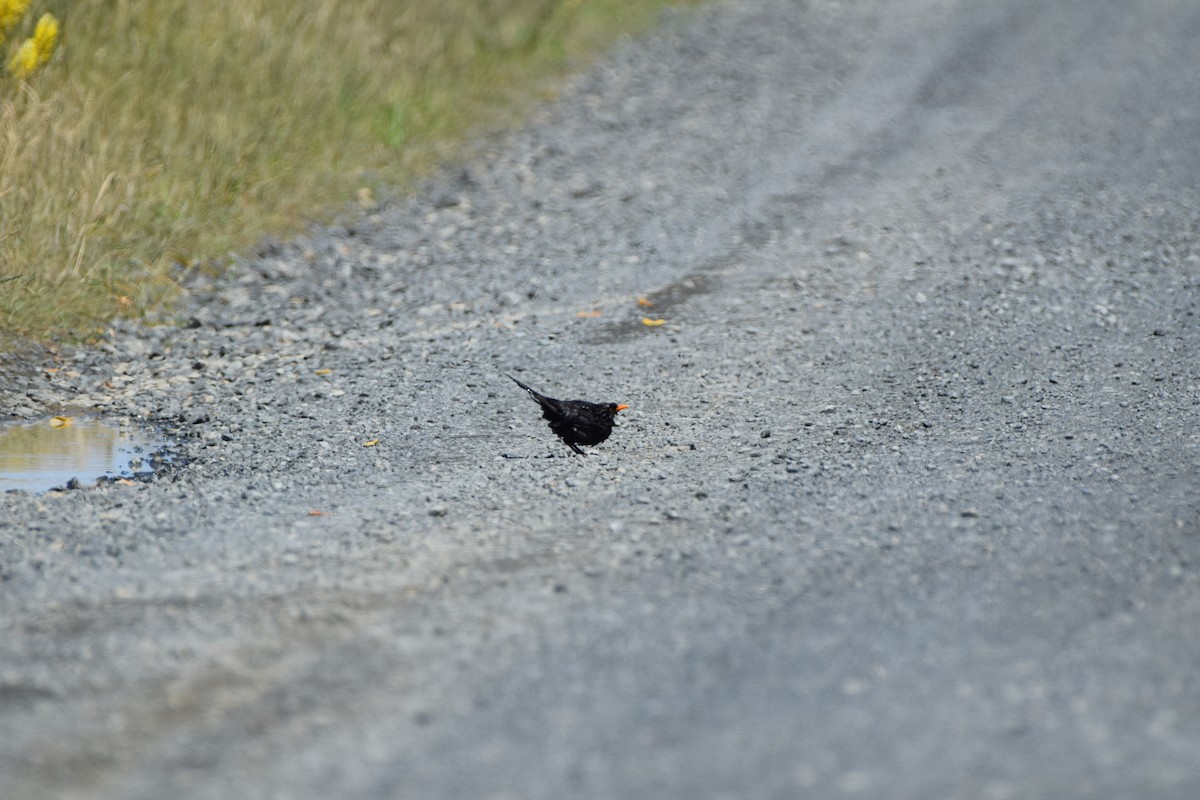 שחרור - ML648572326