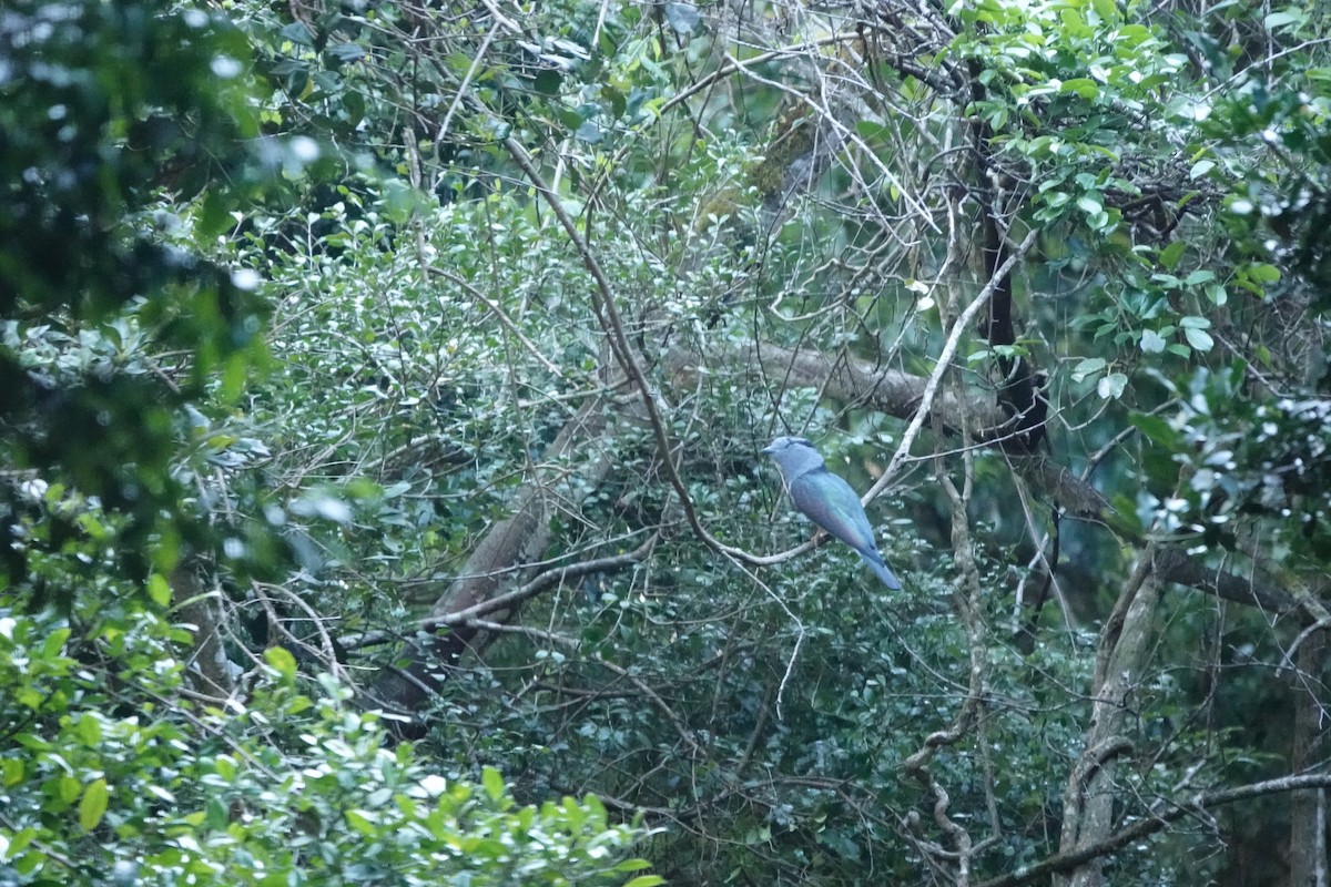 Кіромбо - ML648572328