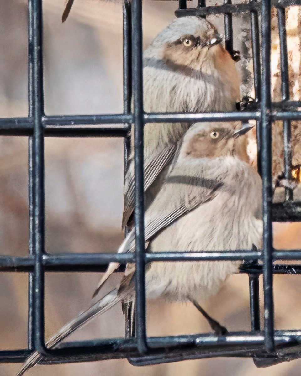 Buschschwanzmeise - ML648572366