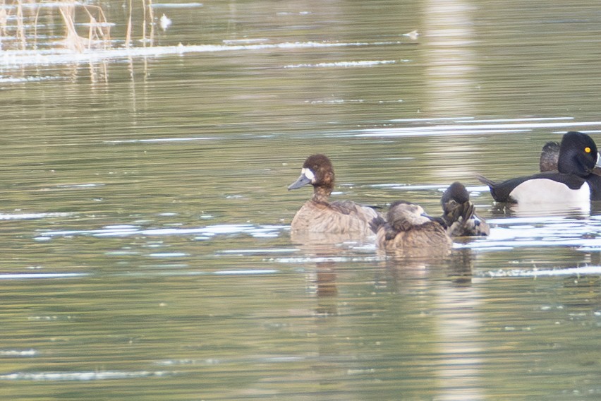 Lesser Scaup - ML648572515