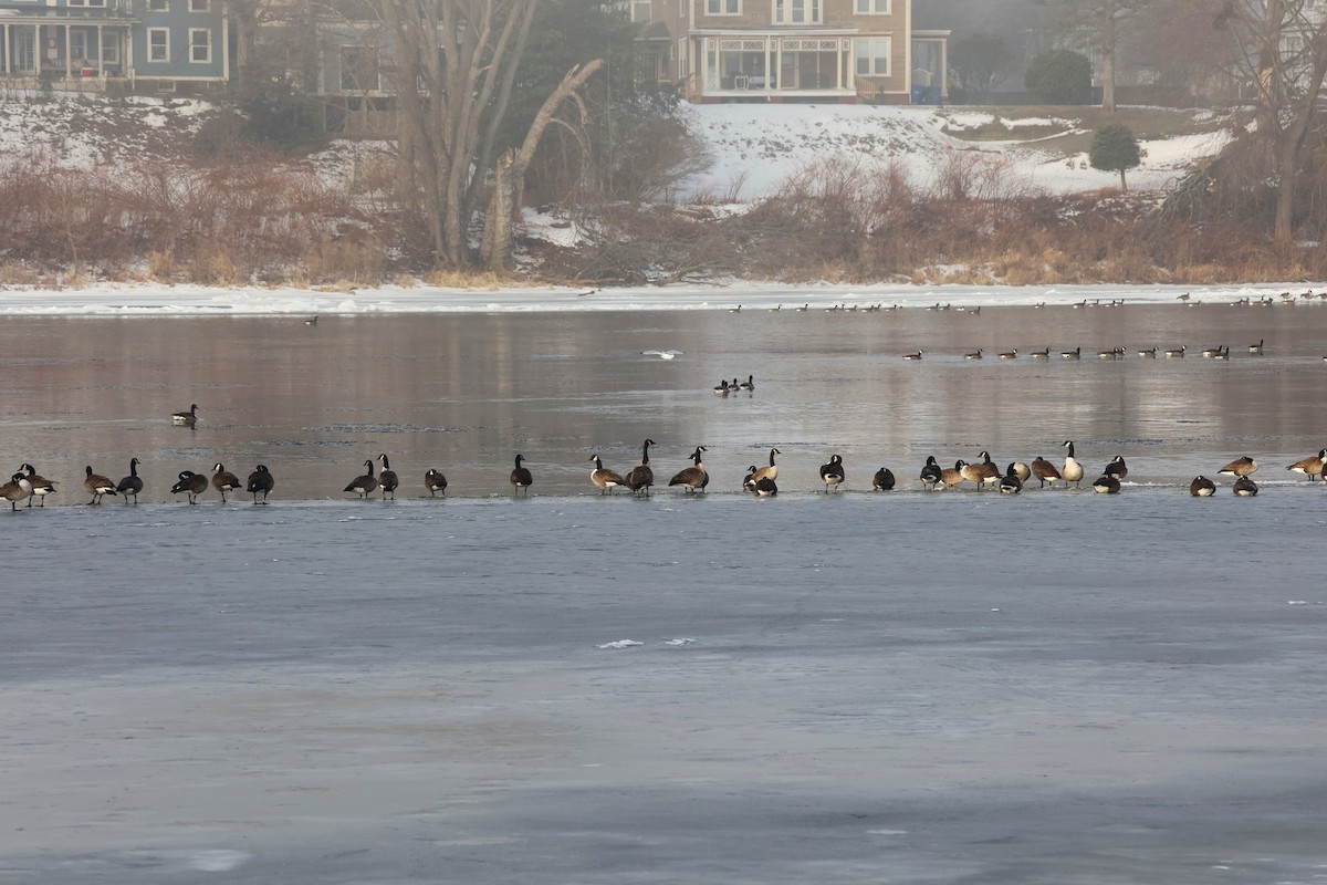 eBird Checklist - 9 Jan 2026 - Donald W. Barnes Boat Launch - 14 species