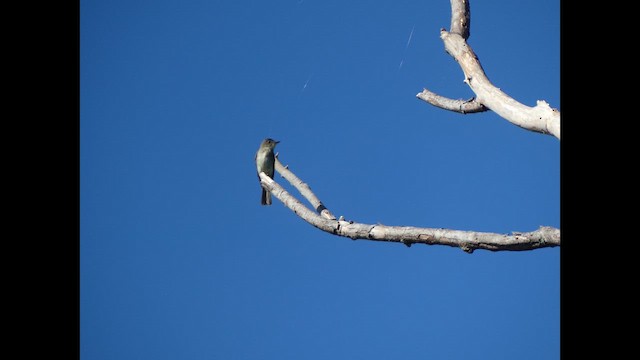 Pioui de l'Est - ML648573388