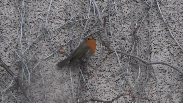 European Robin - ML648573513