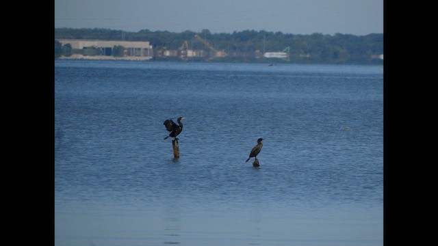 Cormoran à aigrettes - ML648573598