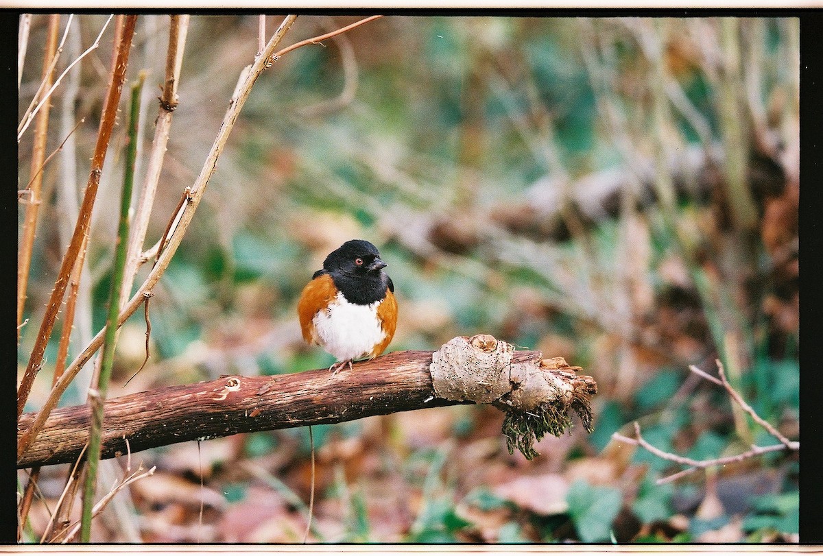 Spotted Towhee - ML648573636