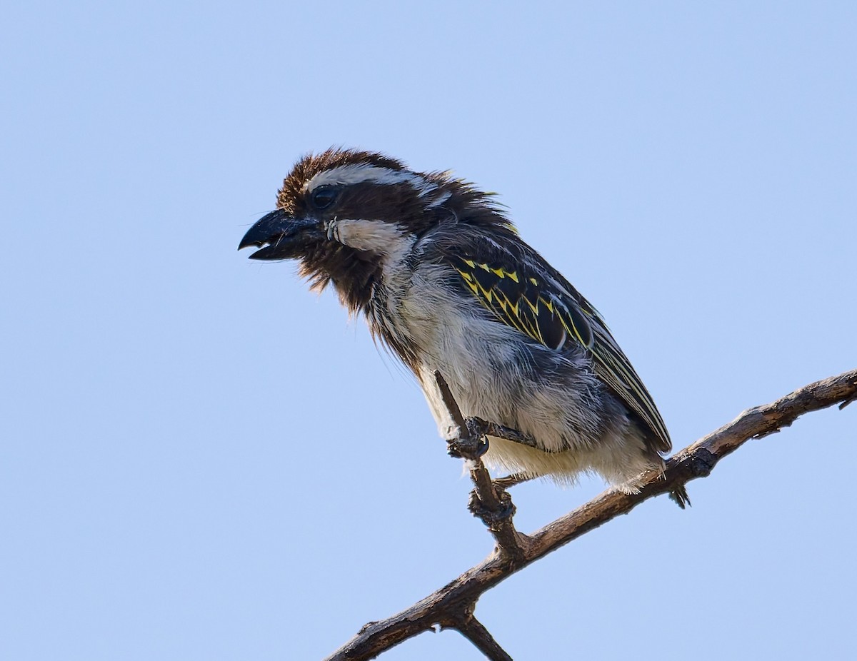 Barbican à tête noire - ML648573684