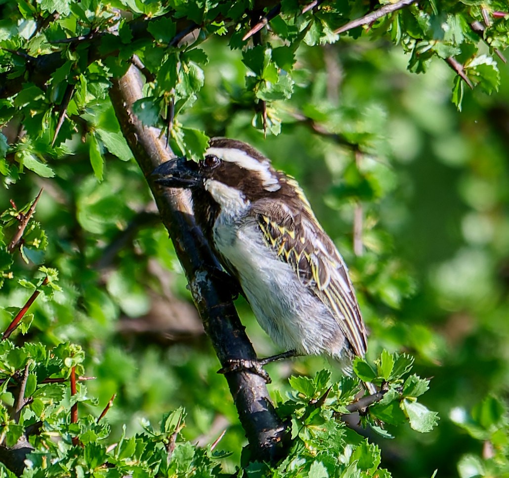Barbican à tête noire - ML648573685