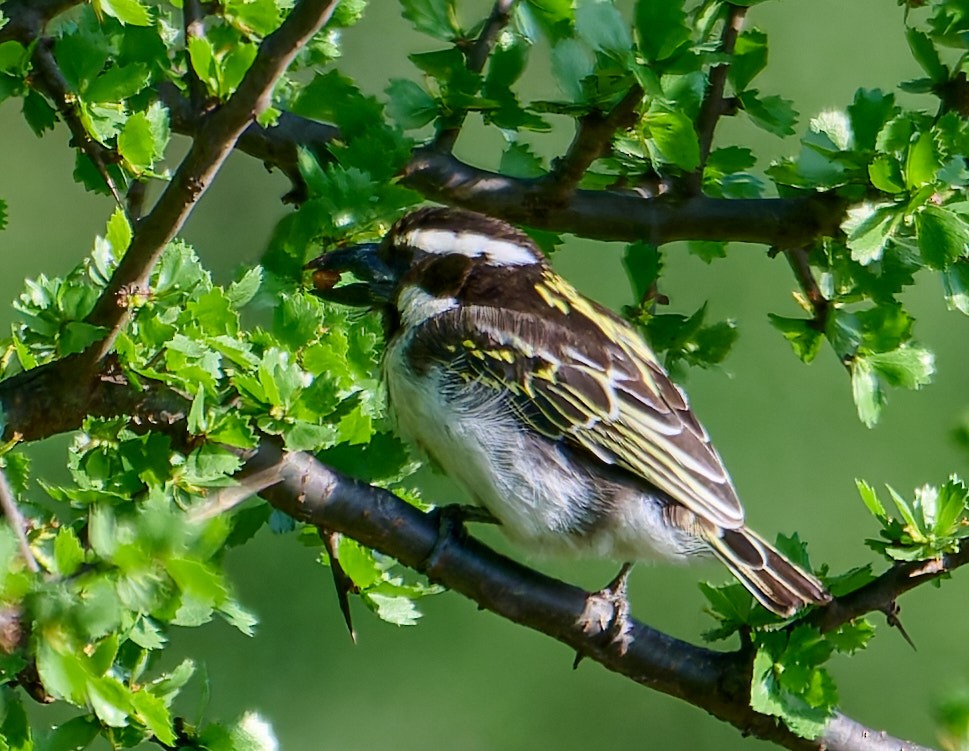 Barbican à tête noire - ML648573686