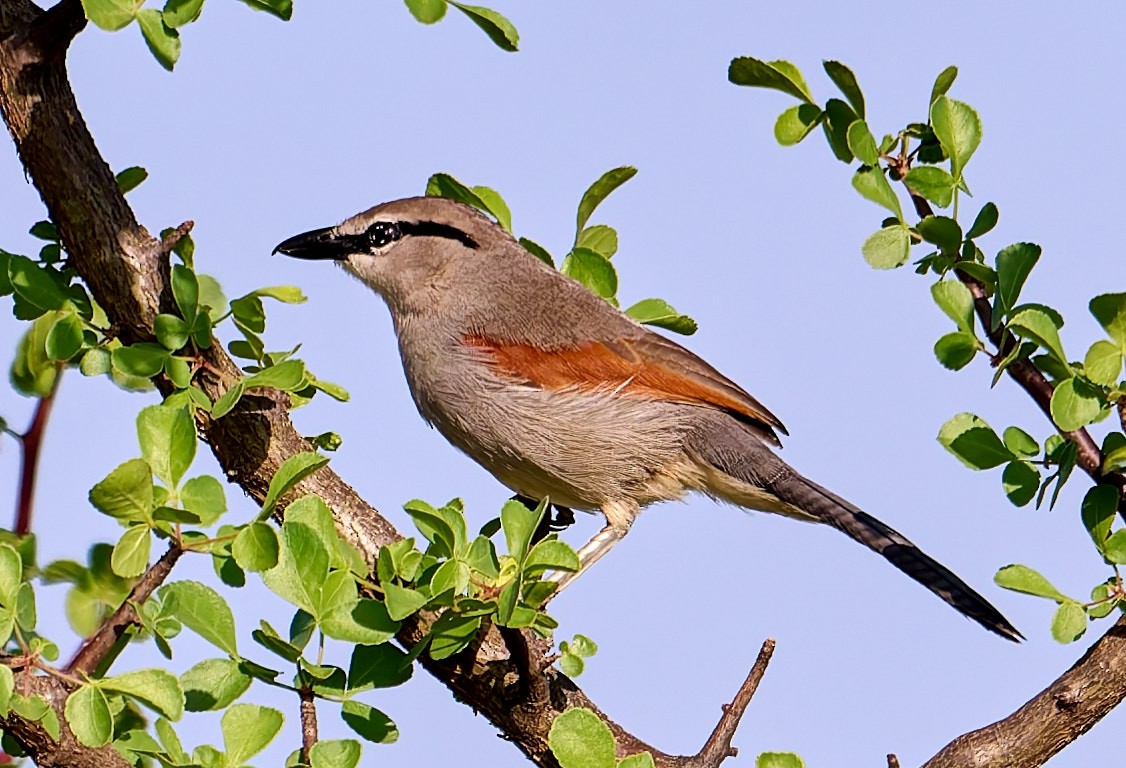 Tchagra de James - ML648573769