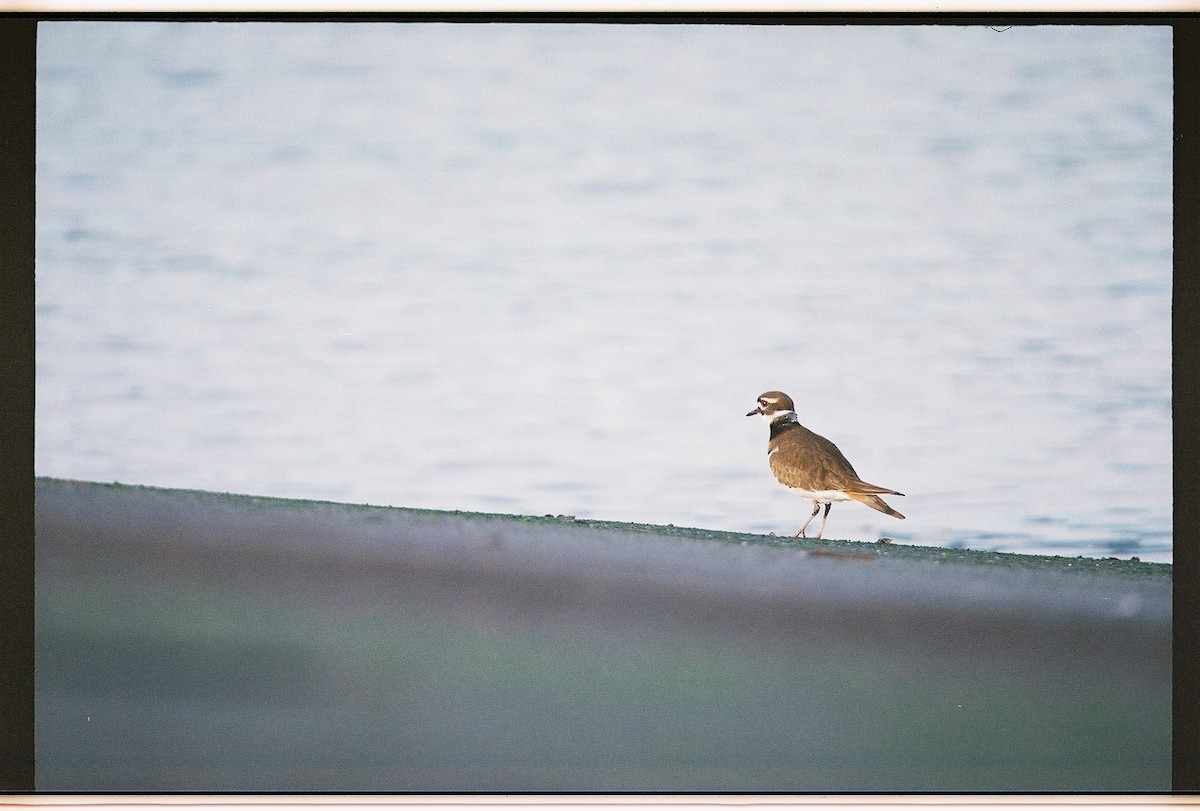 Killdeer - ML648573814