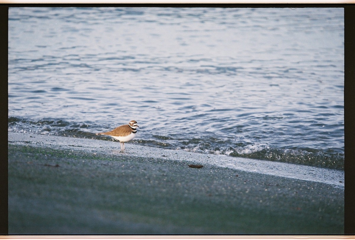 Killdeer - ML648573815