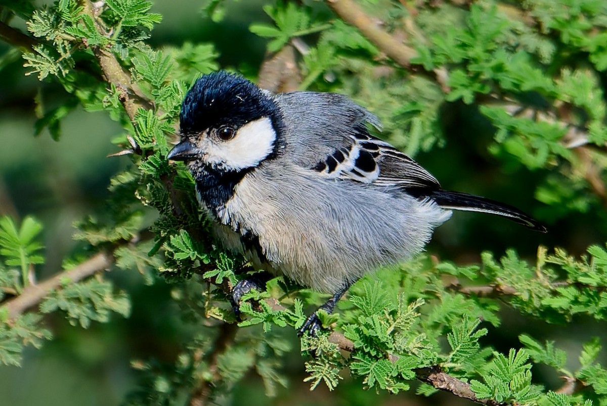 Mésange somalienne - ML648573820