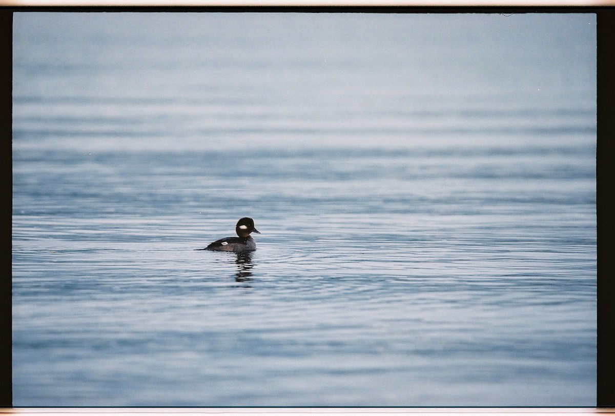 Bufflehead - ML648573843