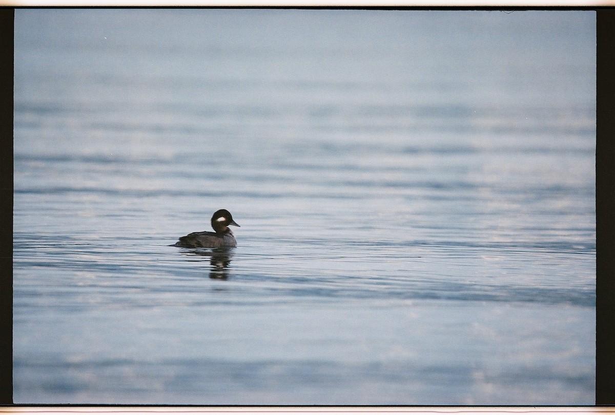Bufflehead - ML648573844
