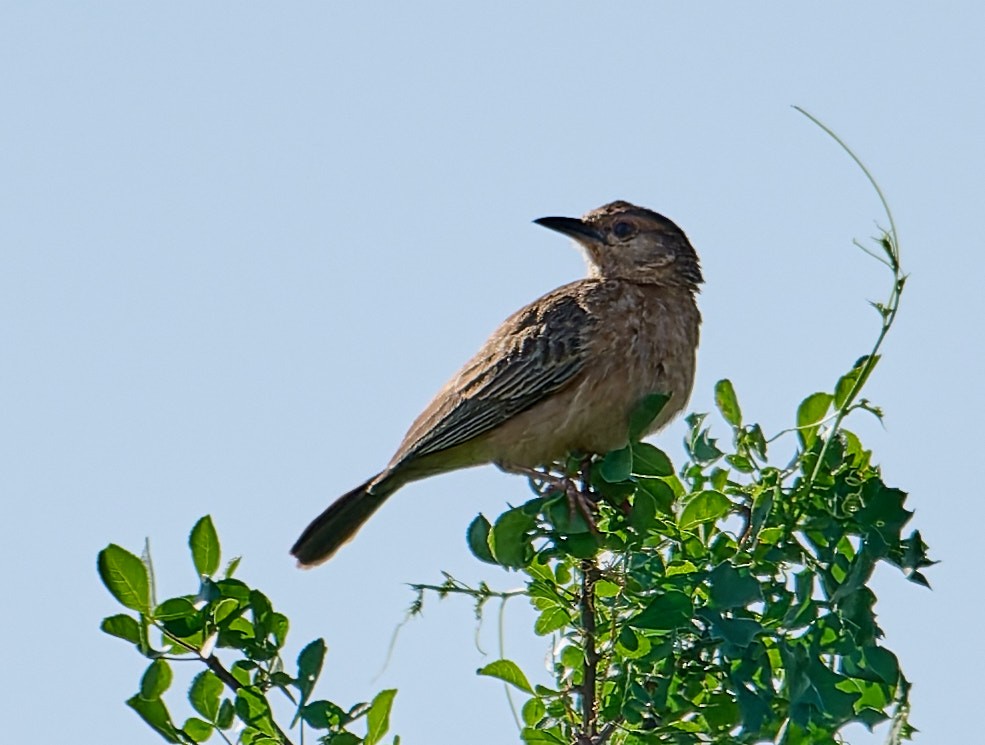 Alouette à poitrine rose - ML648573950