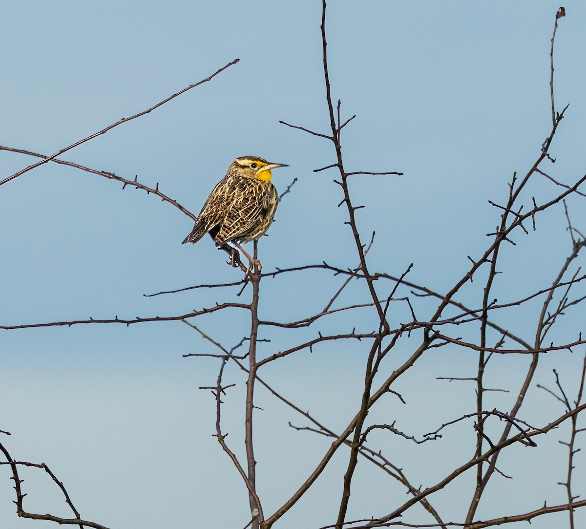 Western Meadowlark - ML648573991