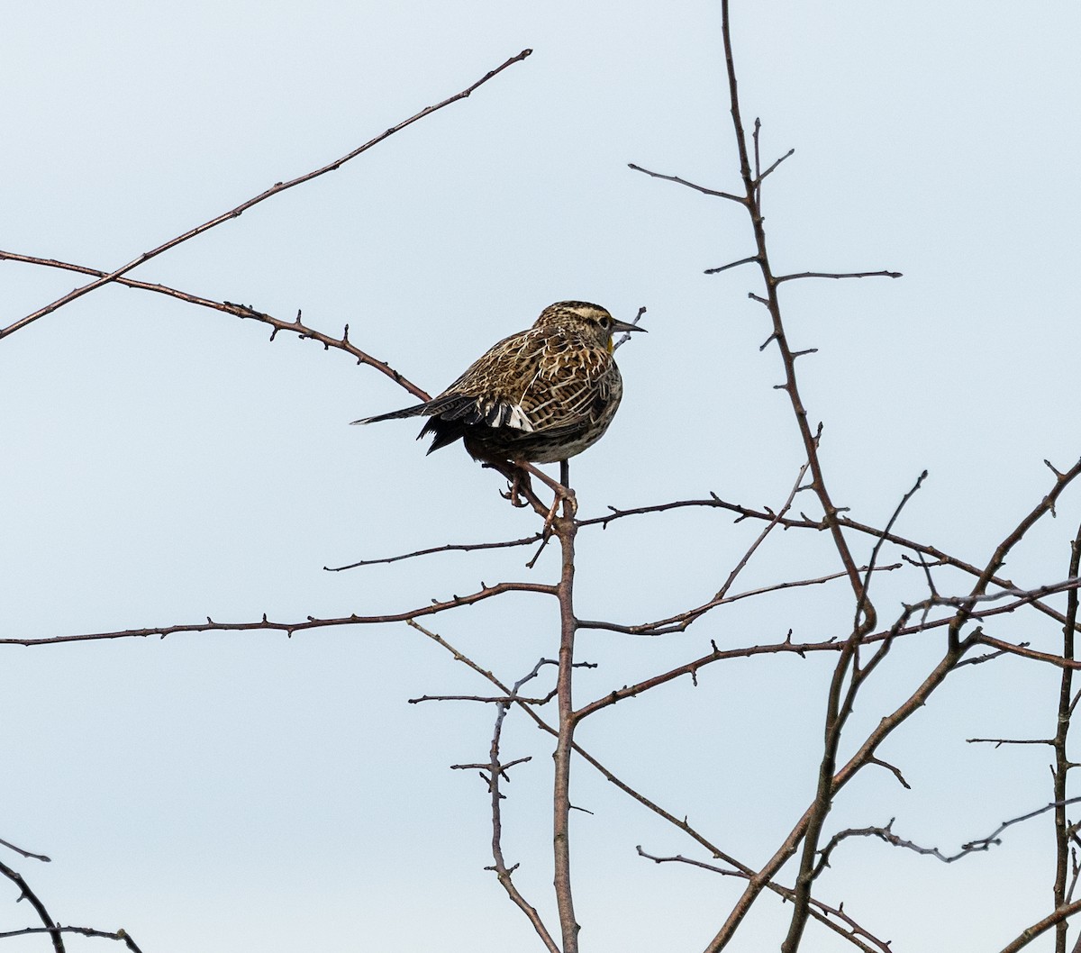 Western Meadowlark - ML648573992