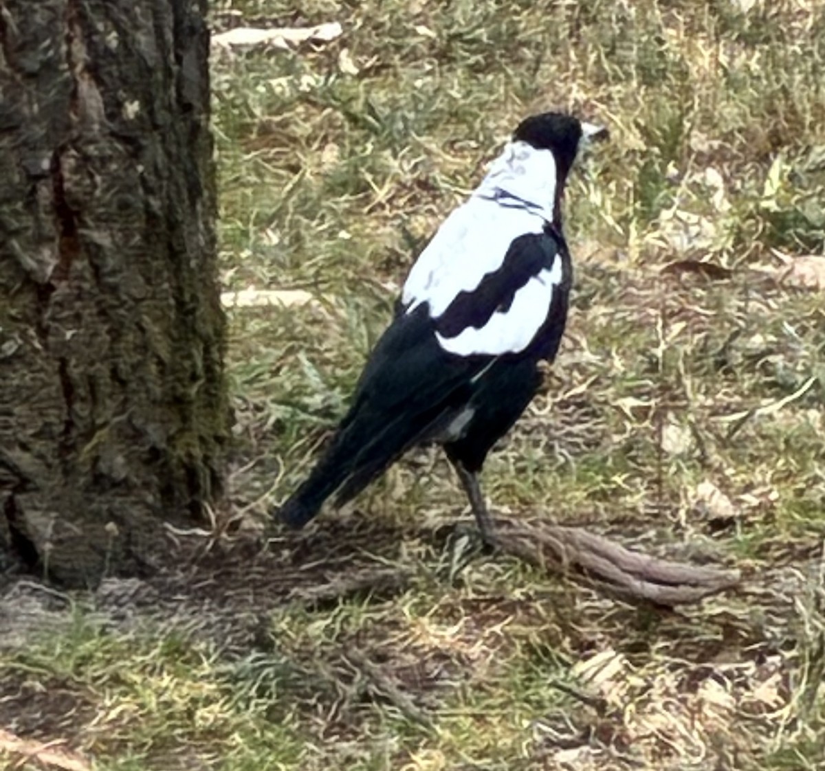 Australian Magpie (White-backed) - ML648574201