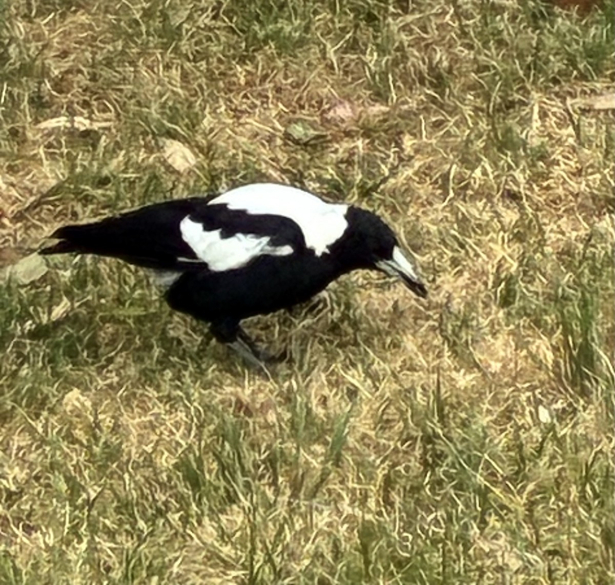 Australian Magpie (White-backed) - ML648574202