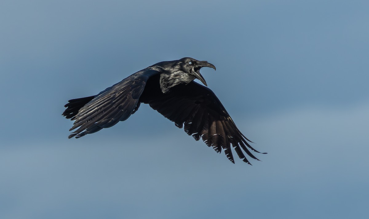 Common Raven - ML648574367