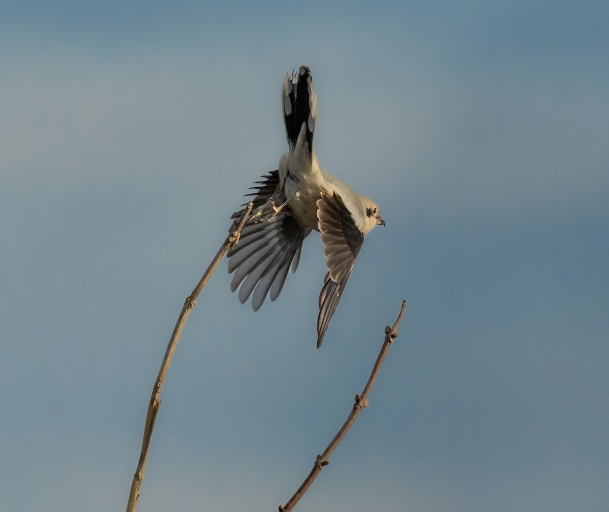 Northern Shrike - ML648574382