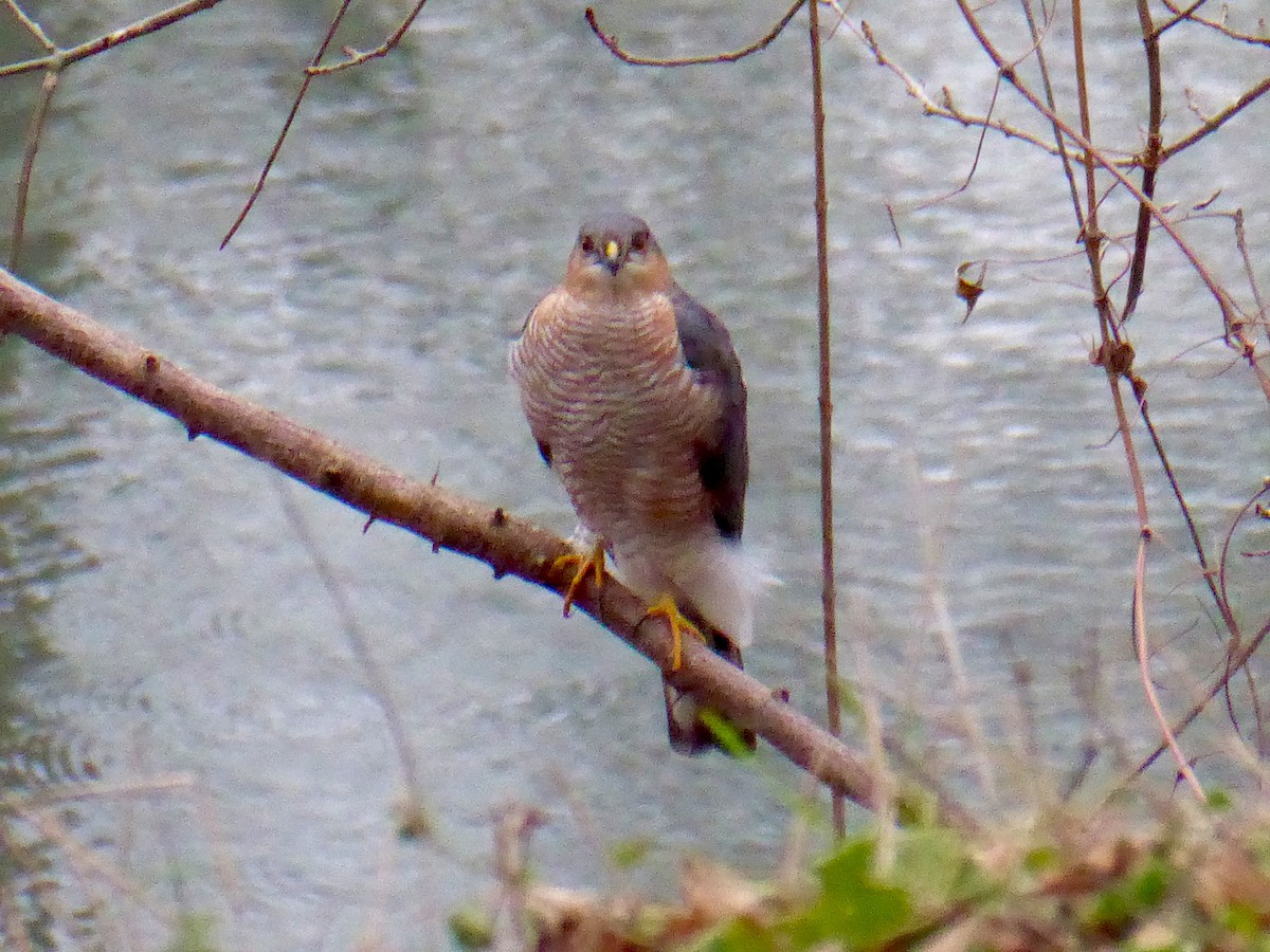 Eurasian Sparrowhawk - ML648574435