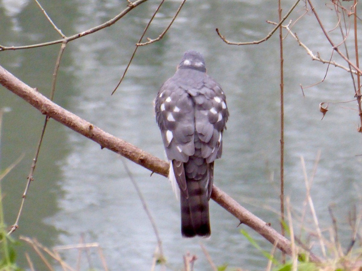 Eurasian Sparrowhawk - ML648574447