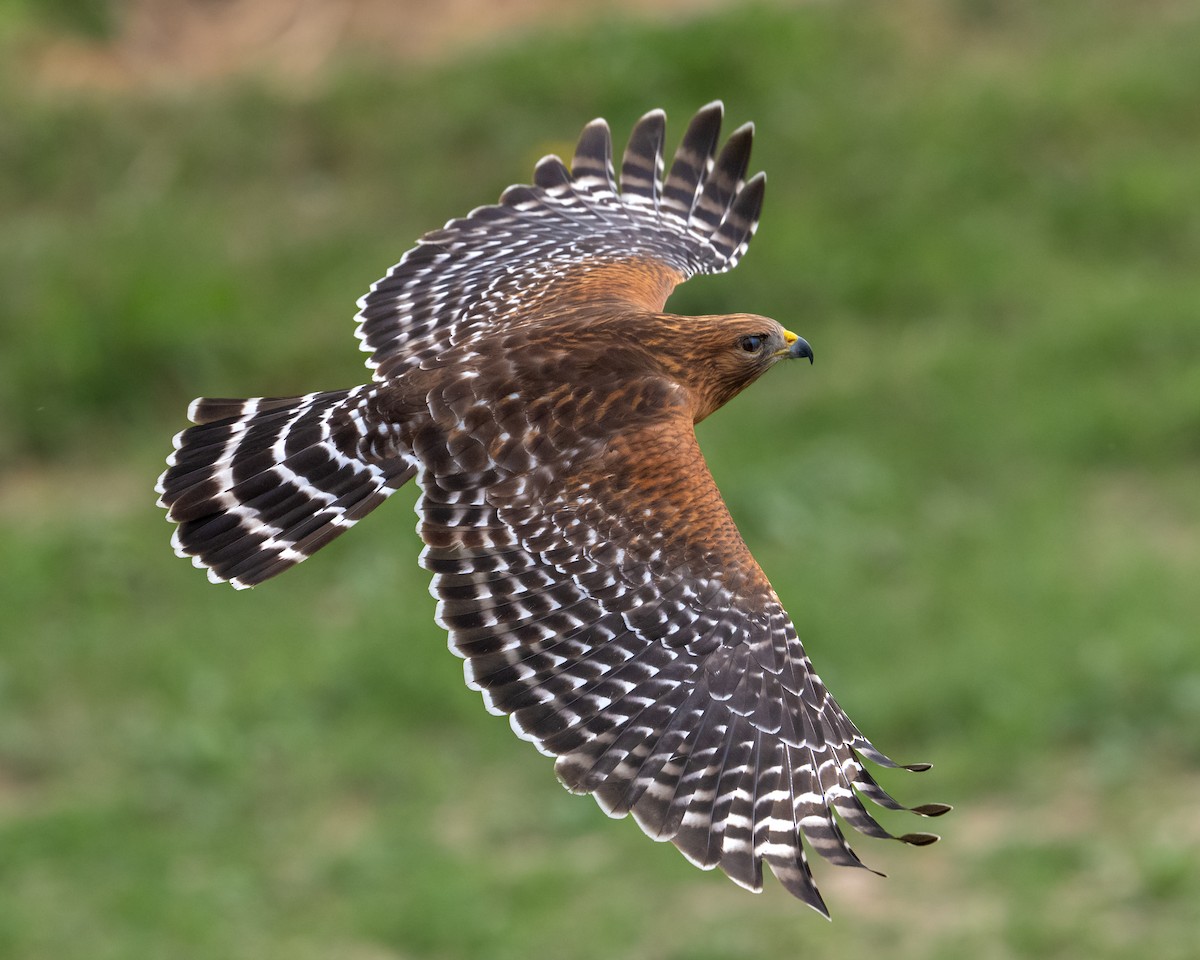 Red-shouldered Hawk - ML648574462