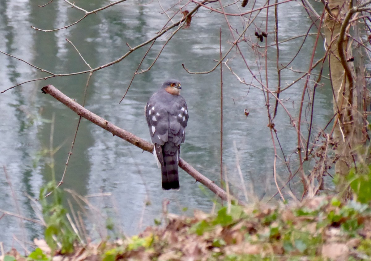 Eurasian Sparrowhawk - ML648574463