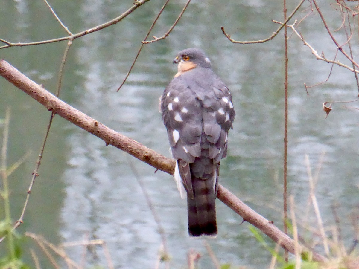 Eurasian Sparrowhawk - ML648574475