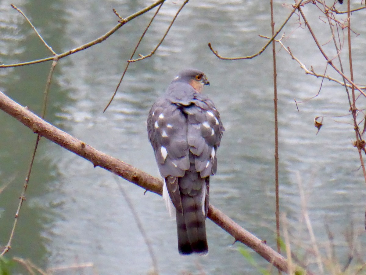 Eurasian Sparrowhawk - ML648574512